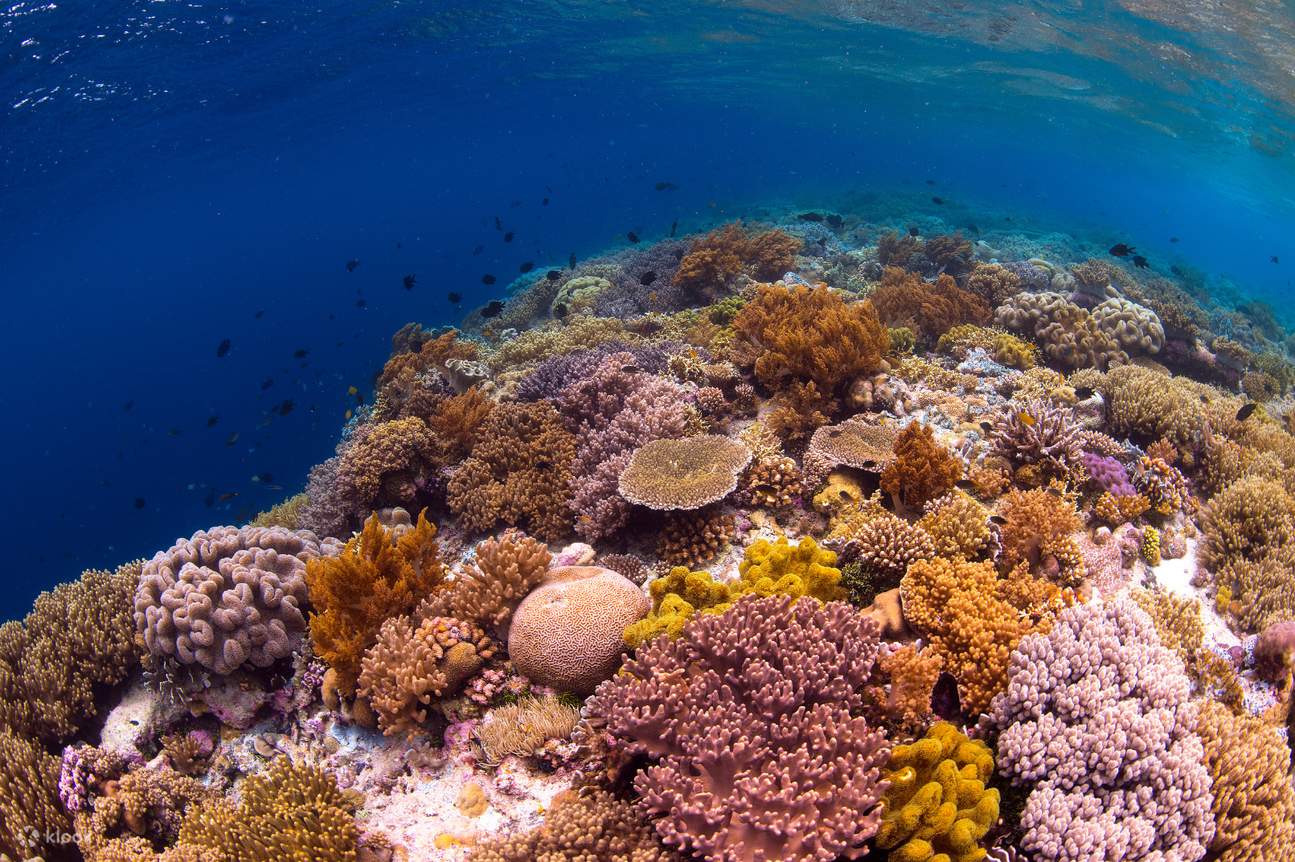 Best Island for Snorkeling Kota Kinabalu