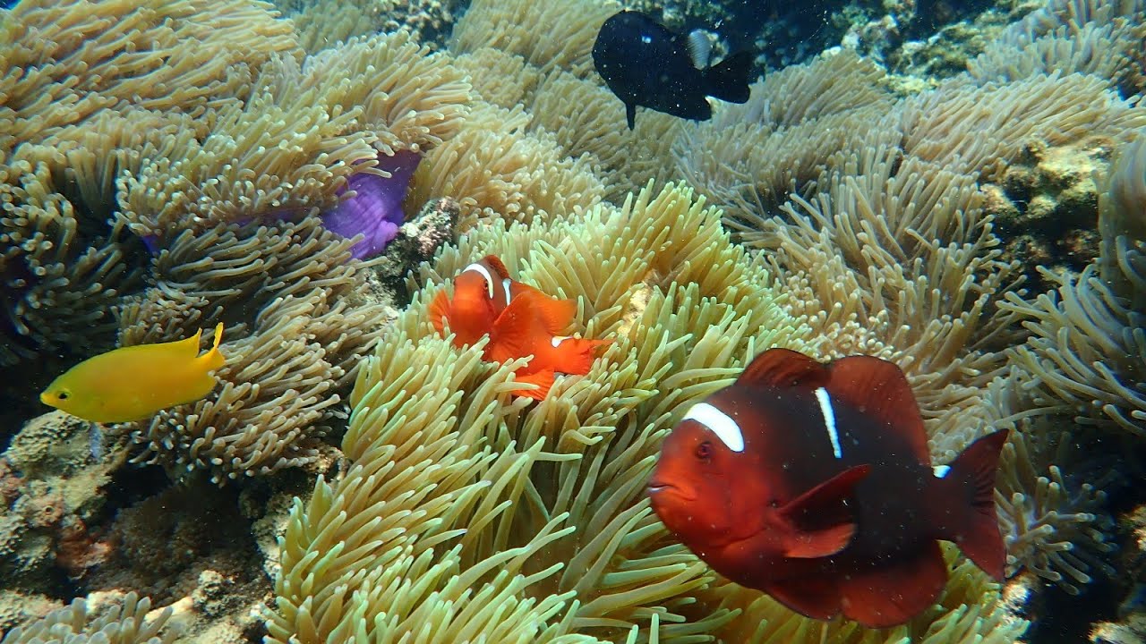 Snorkeling Kota Kinabalu Price