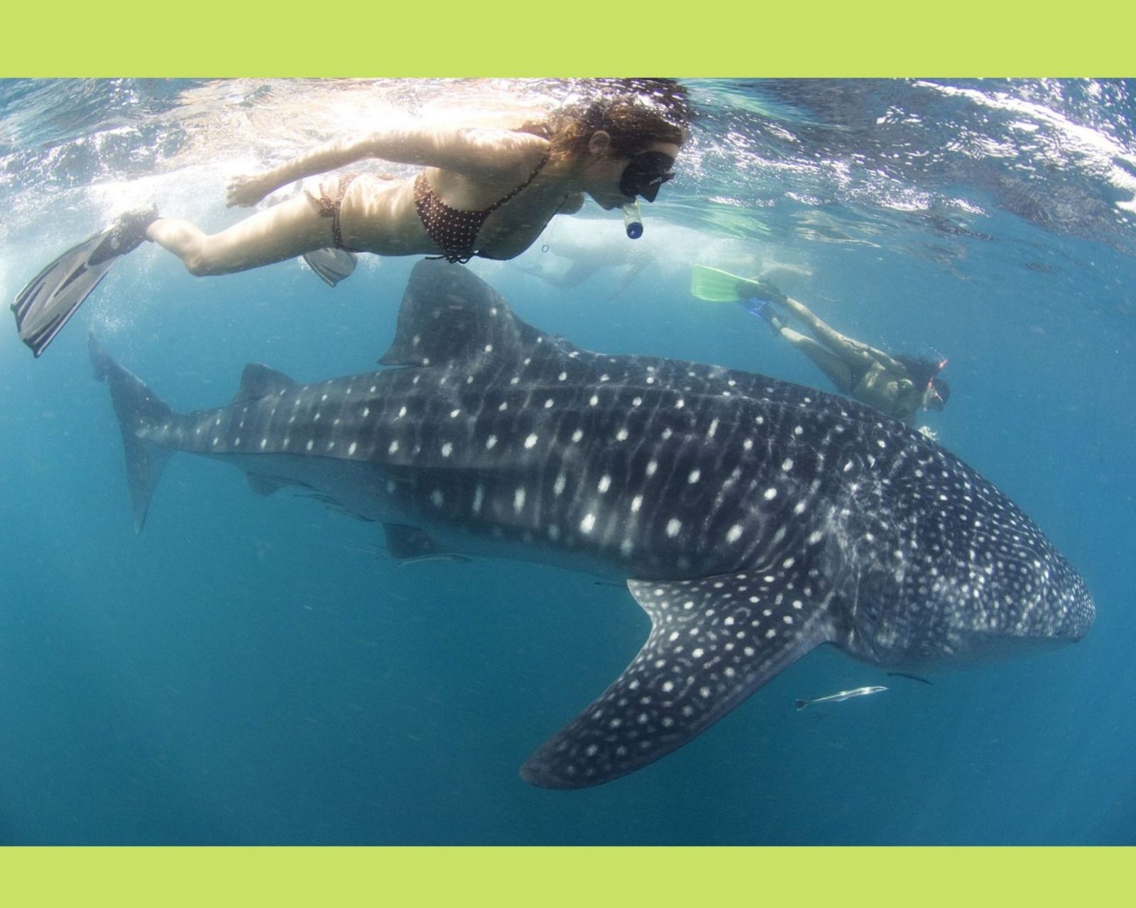Donsol Whale Shark Interaction Sorsogon