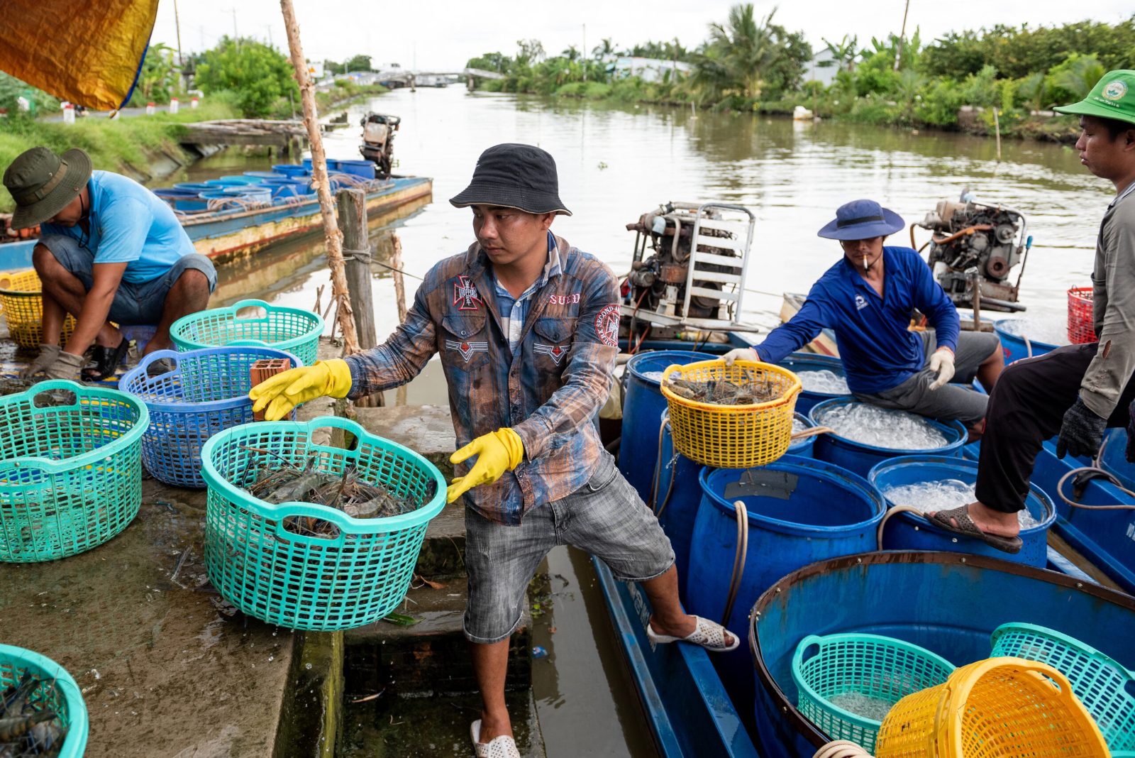 Donsol River Shrimp Catching