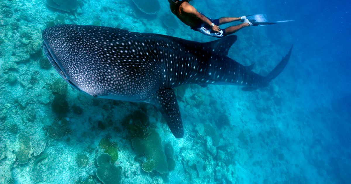 Is Swimming With Whale Sharks Ethical