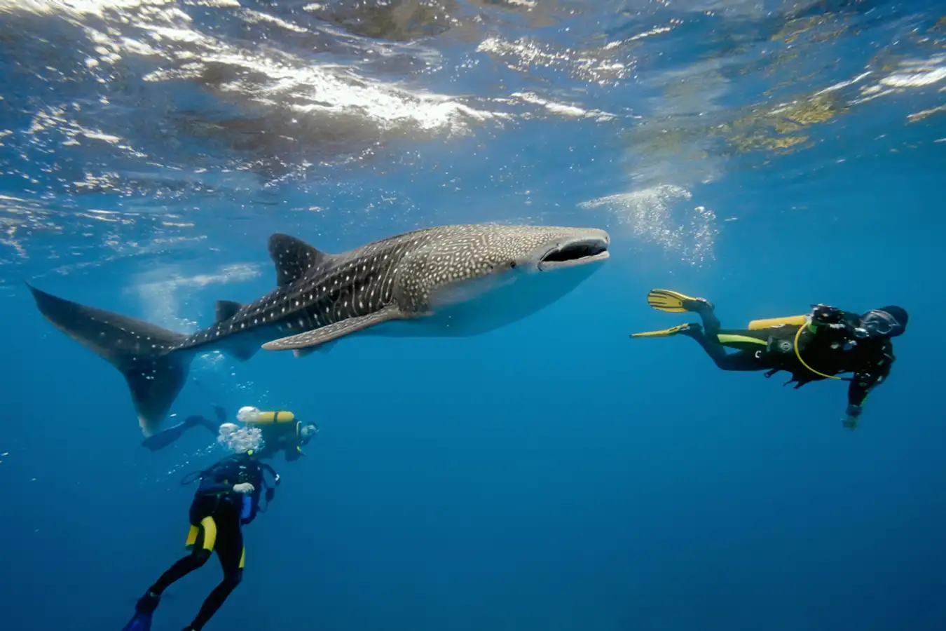 Have Whale Sharks Ever Killed Anyone