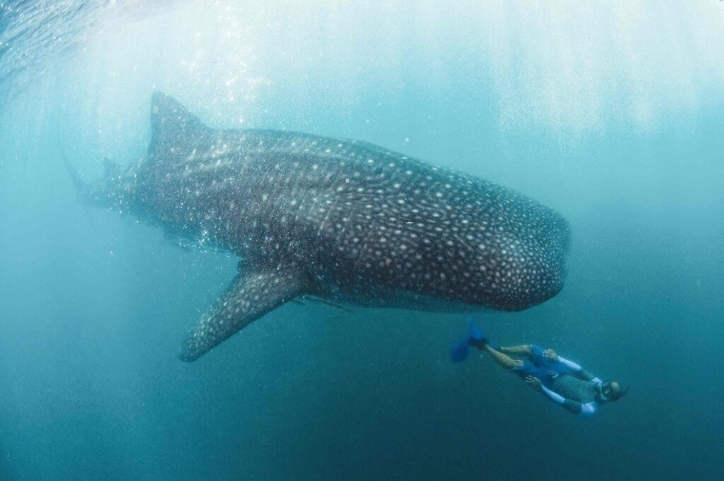 Where and When to Swim With Whale Sharks