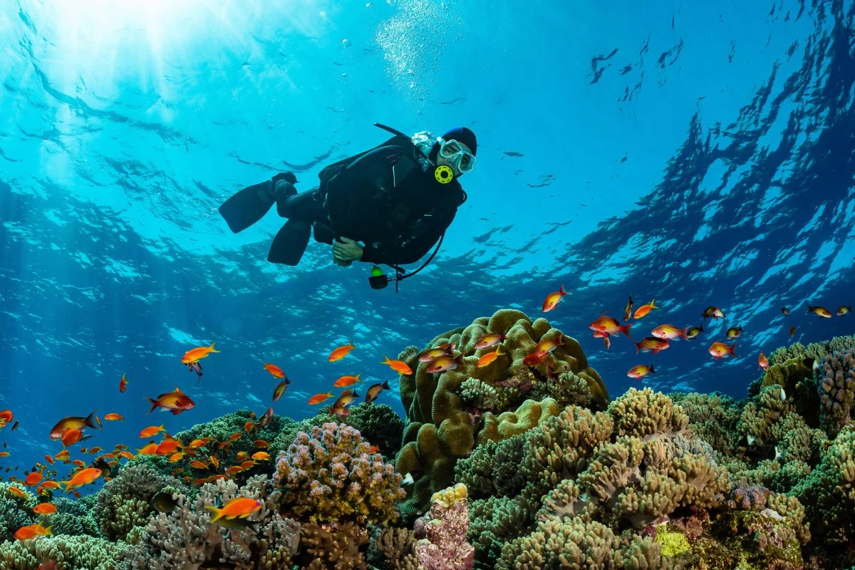 Sydney Scuba Diving Water Temperature