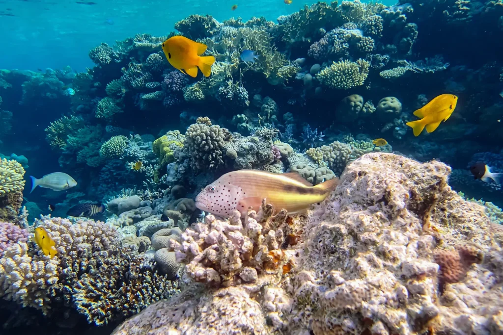 Sharm El Sheikh Best Snorkeling Spots