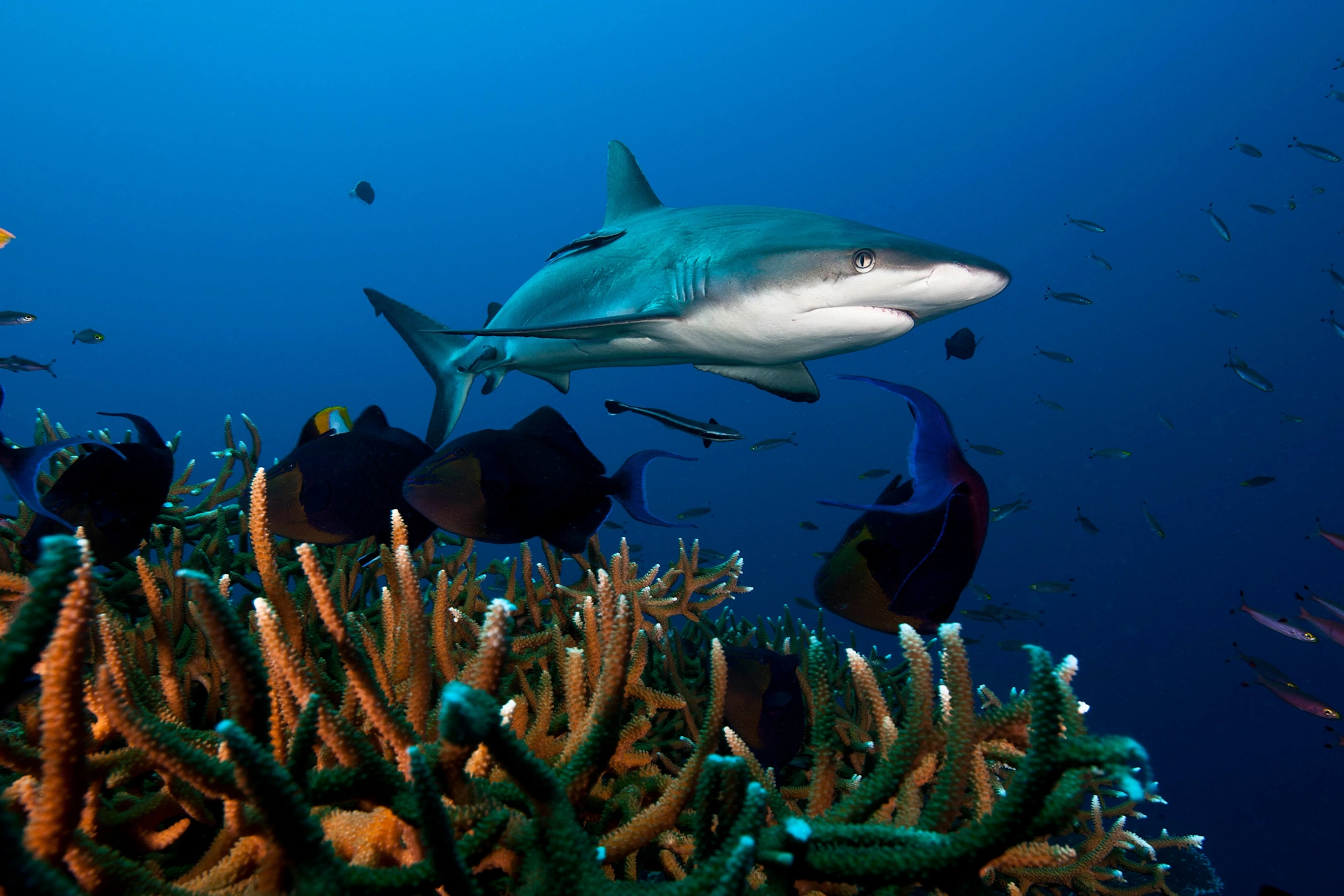 Shark Reef