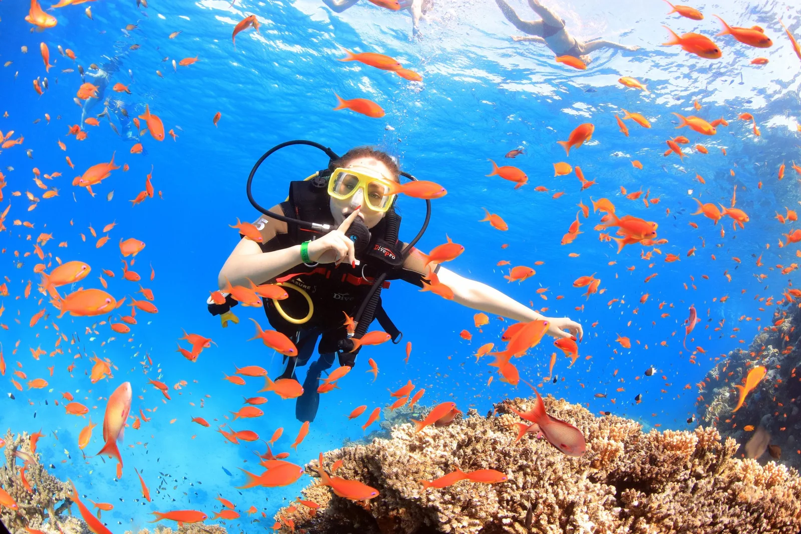 Snorkeling Sharm El Sheikh Price