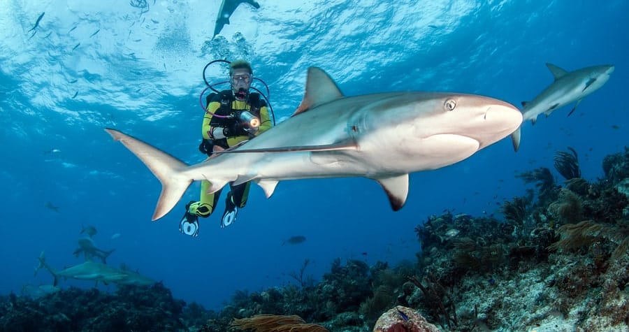 Are There Sharks in Sharm El Sheikh