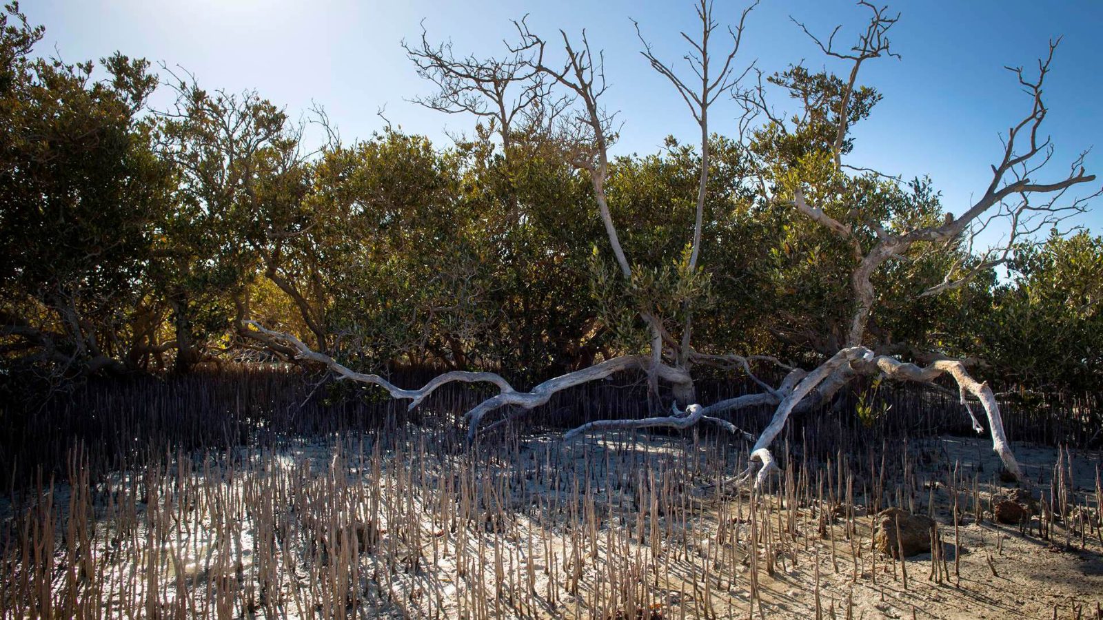 Mangrove Channel