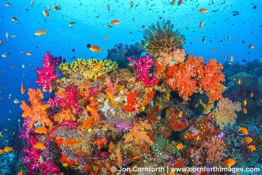 Rainbow Reef