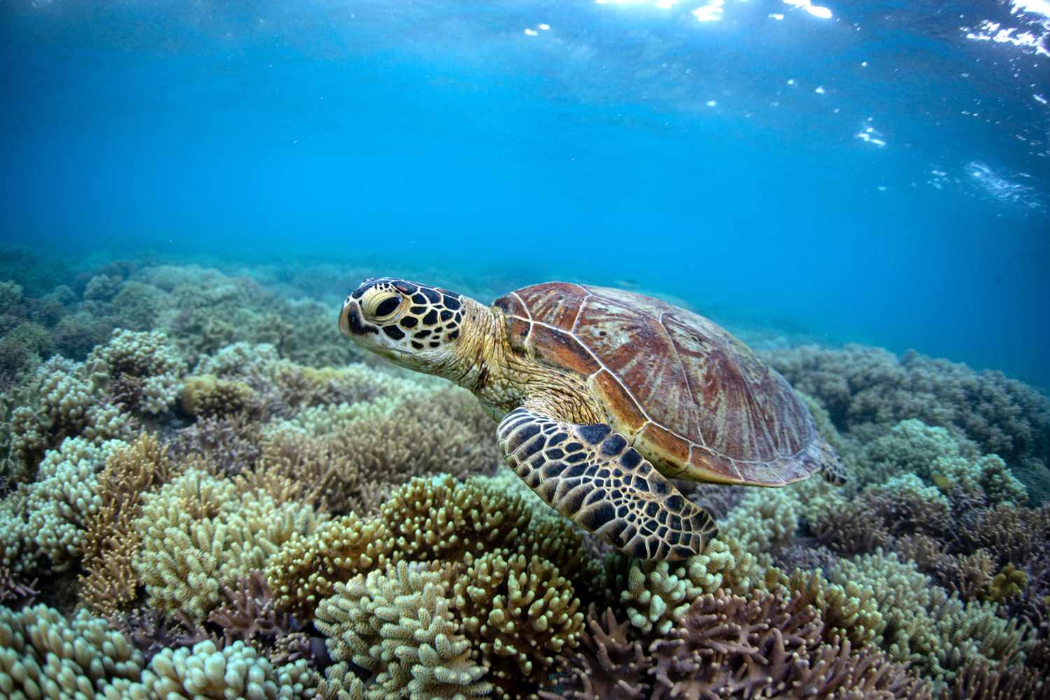Turtle Rocks