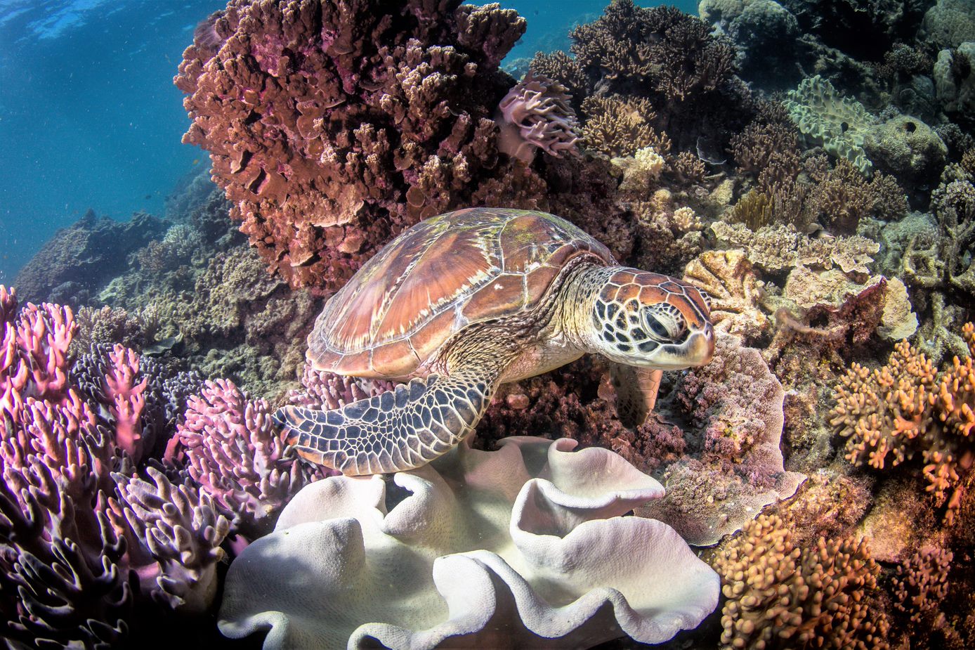 Turtle Rocks