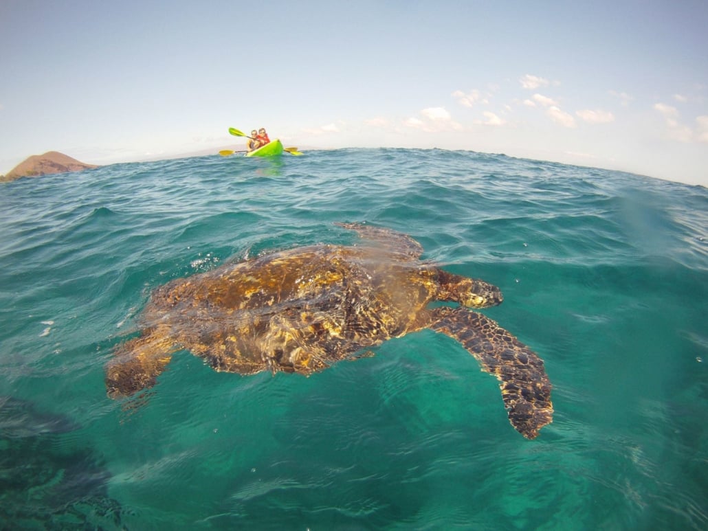 Clear Kayaks Maui Prices