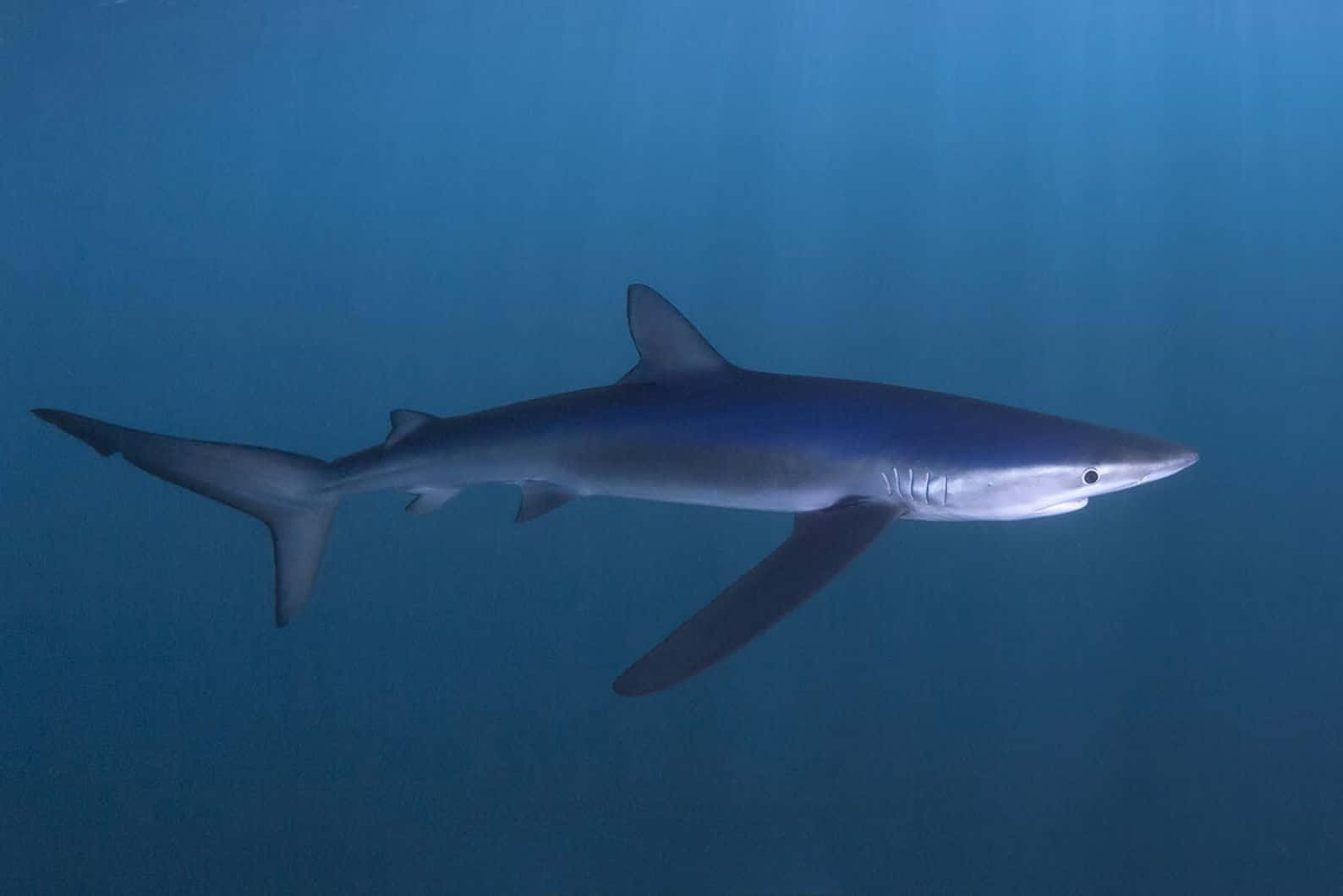 Are There Sharks in Sardinia