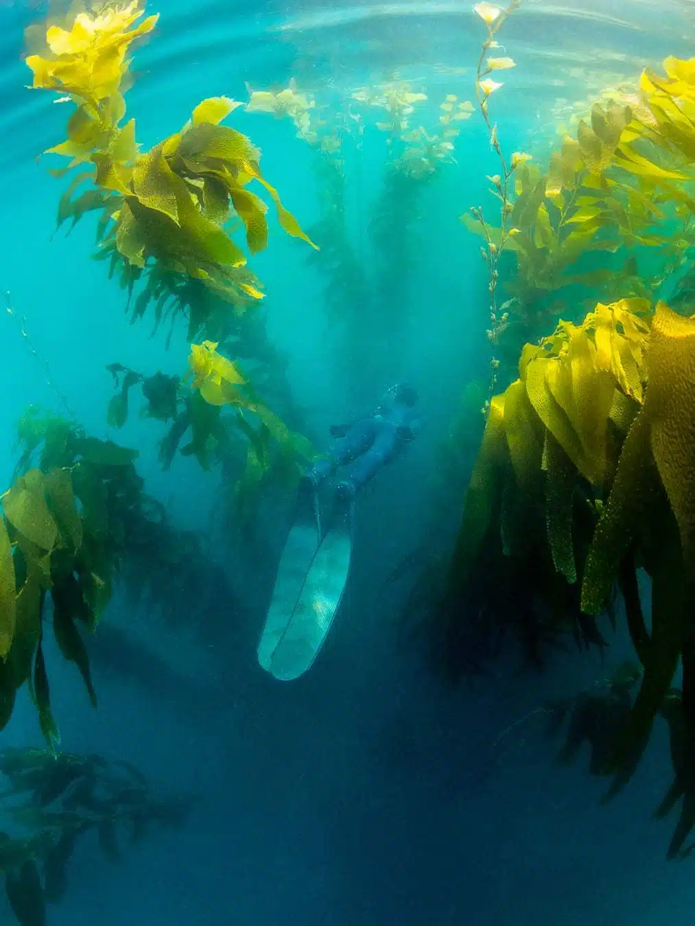 La Jolla Cove Snorkeling Map