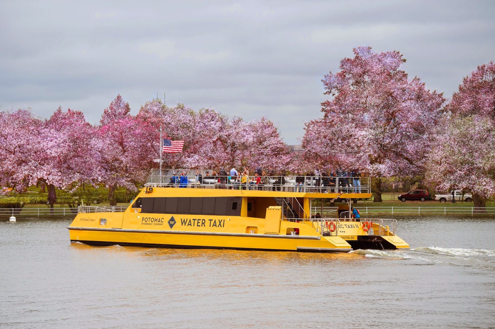 Dc Boat Tour Cherry Blossom