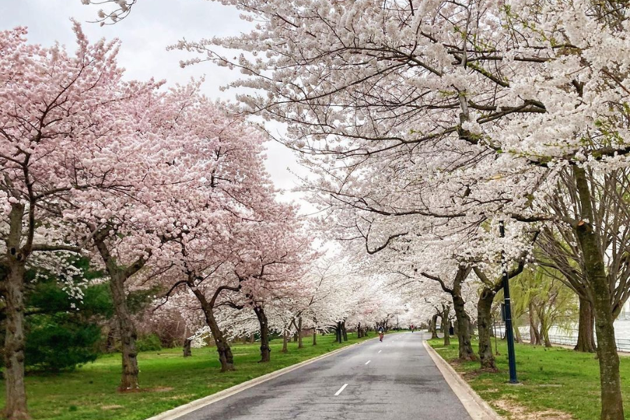 Hains Point Loop