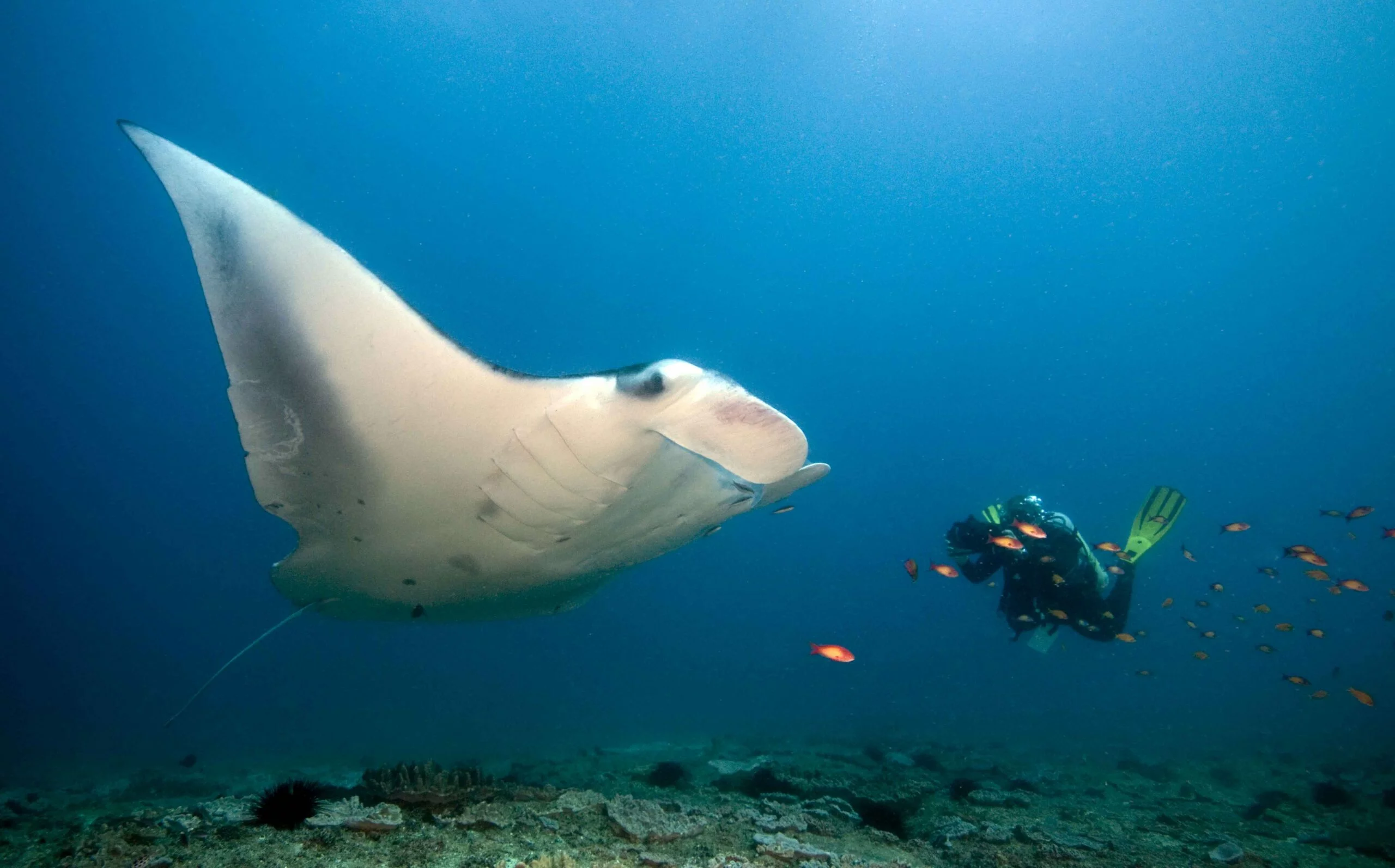 Best Scuba Diving Nusa Lembongan