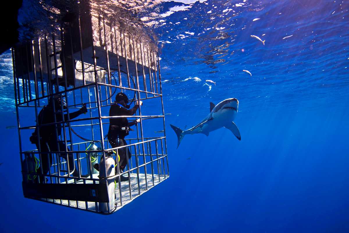 Is Shark Diving in Oahu Safe