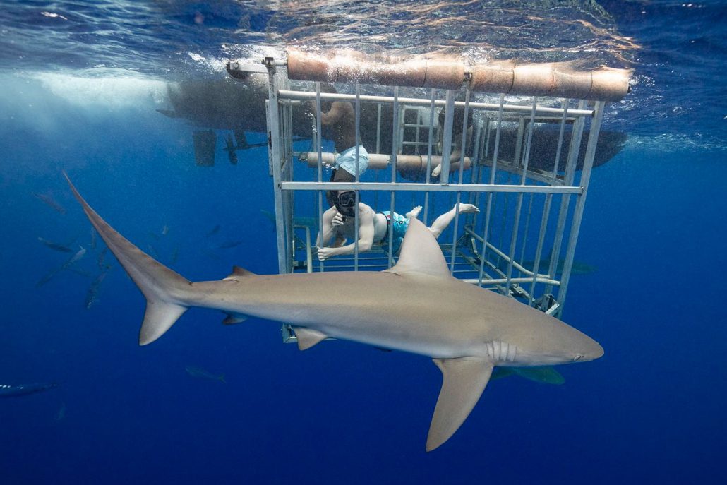 What Kind of Sharks Are in Oahu