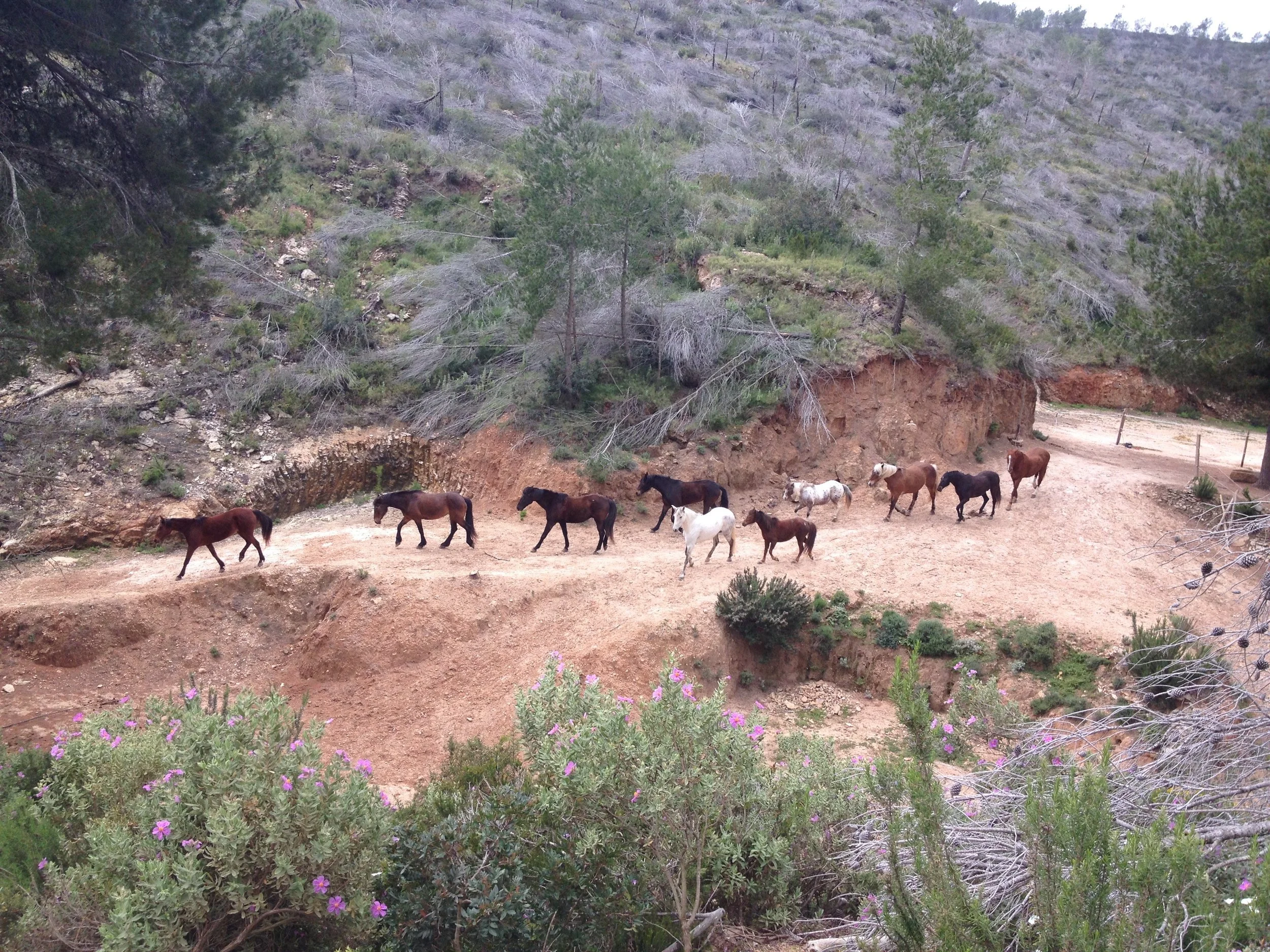 Best Horse Riding in Ibiza