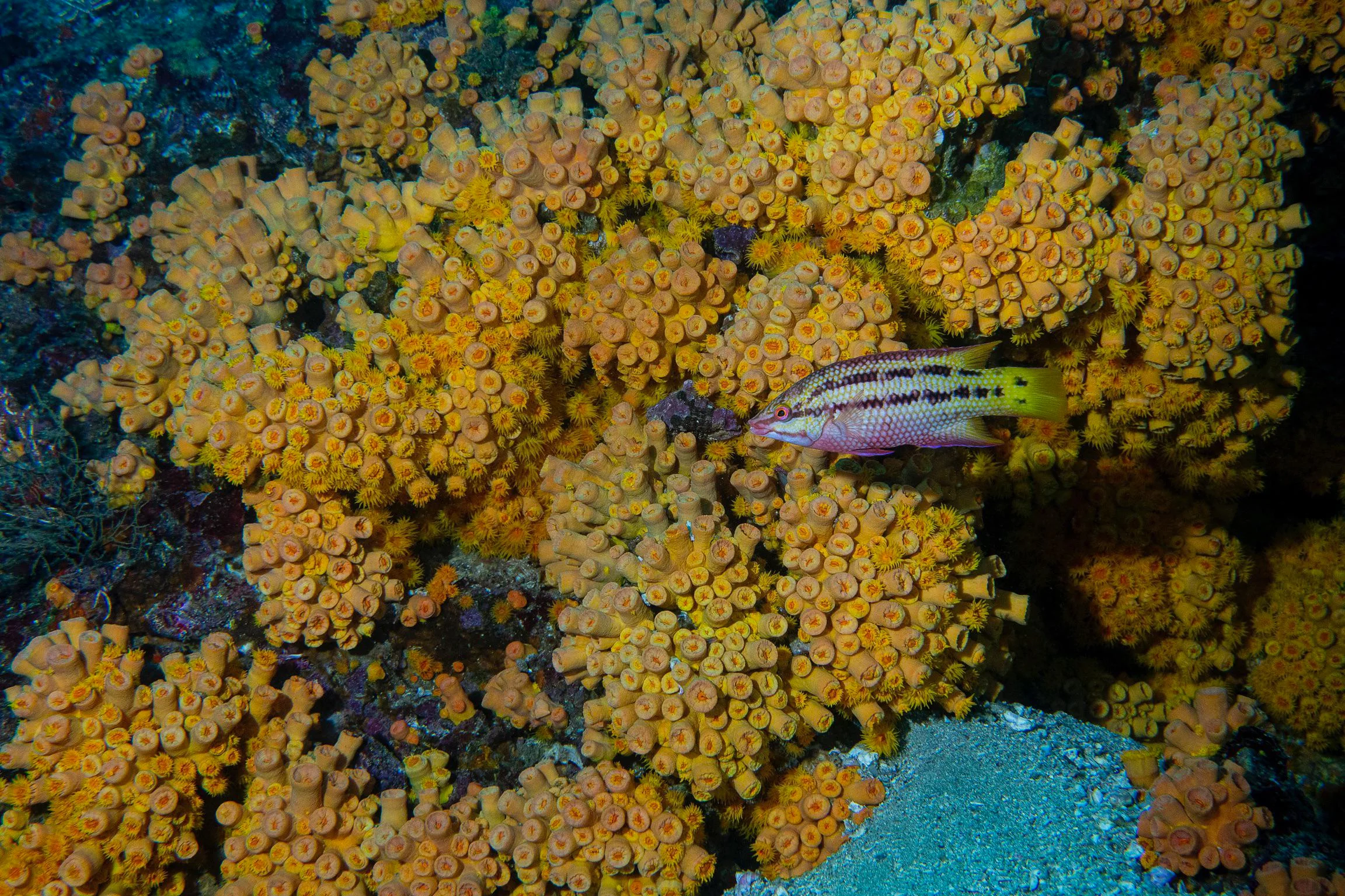 Coral Reef Zones