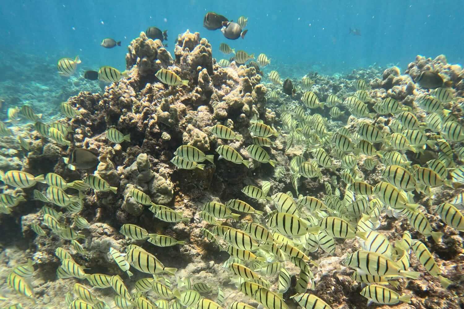 Honolua Bay Snorkeling Tips
