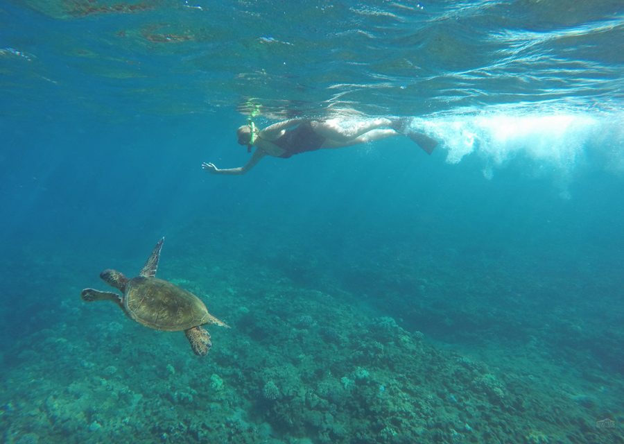 Honolua Bay Snorkeling Winter