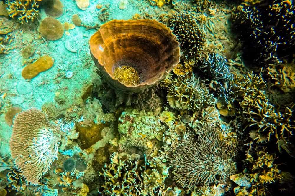 Manukan Island Waters