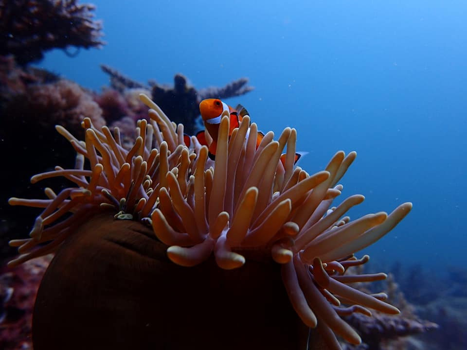 Snorkeling in Borneo Malaysia