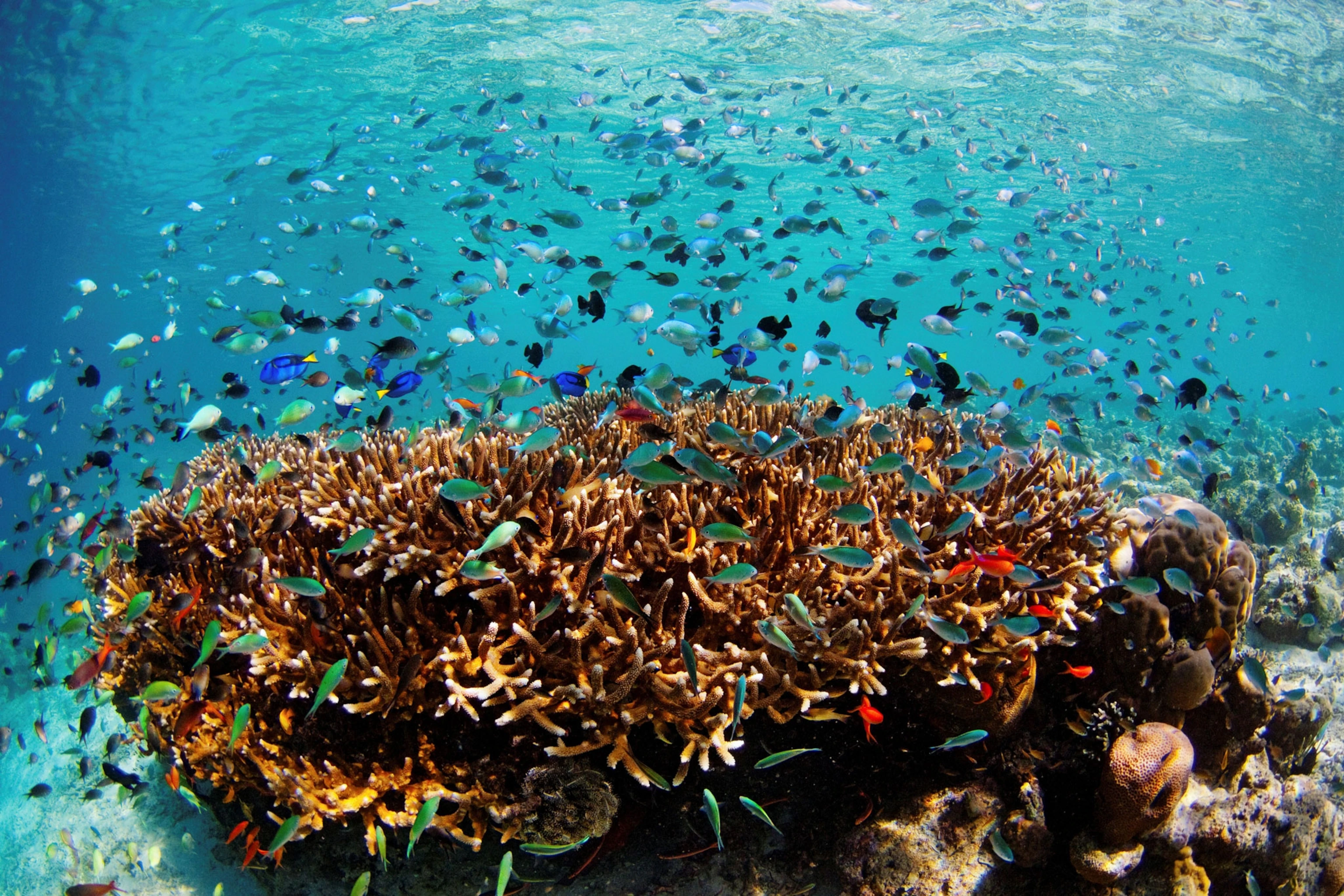 Snorkeling in Sabah Malaysia