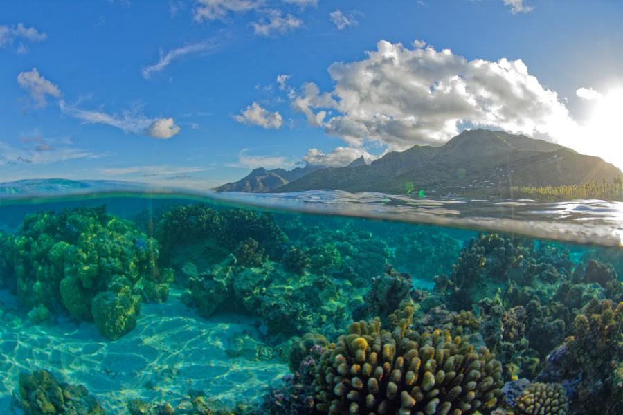 Coral Gardens