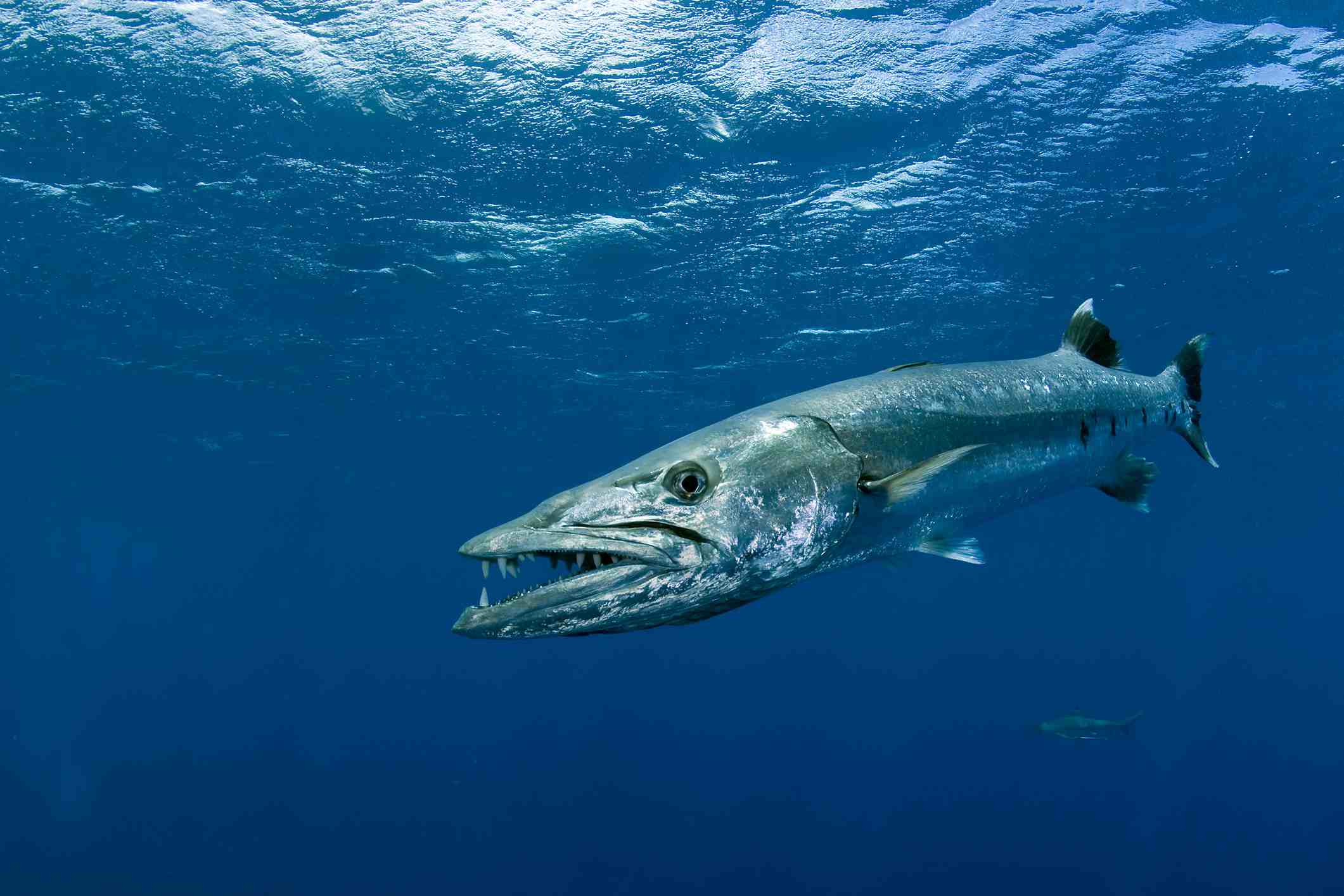 Marine Life Corridor