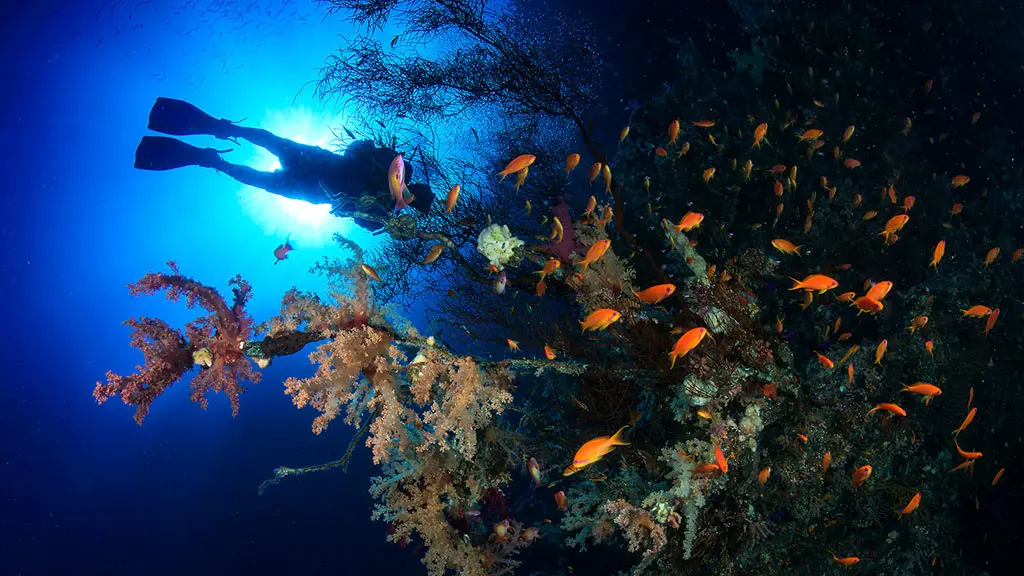 Scuba Diving Sharks Bay Sharm El Sheikh