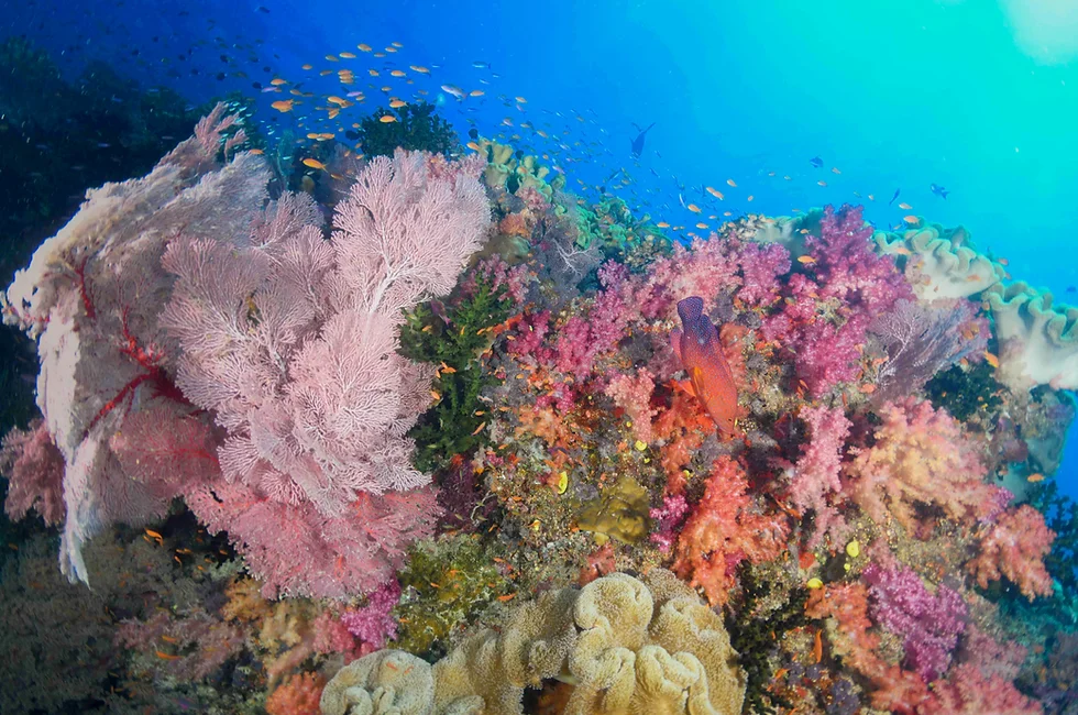 Sharks Bay House Reef
