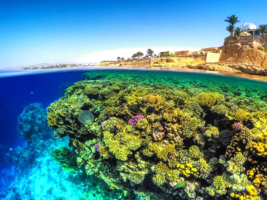 Scuba Diving Sharm El Sheikh January