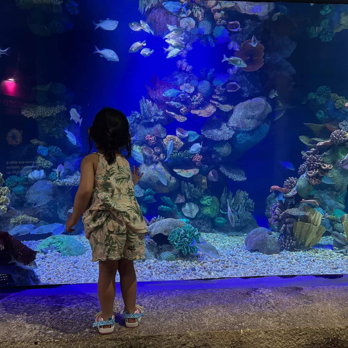 Coral Reef Aquarium