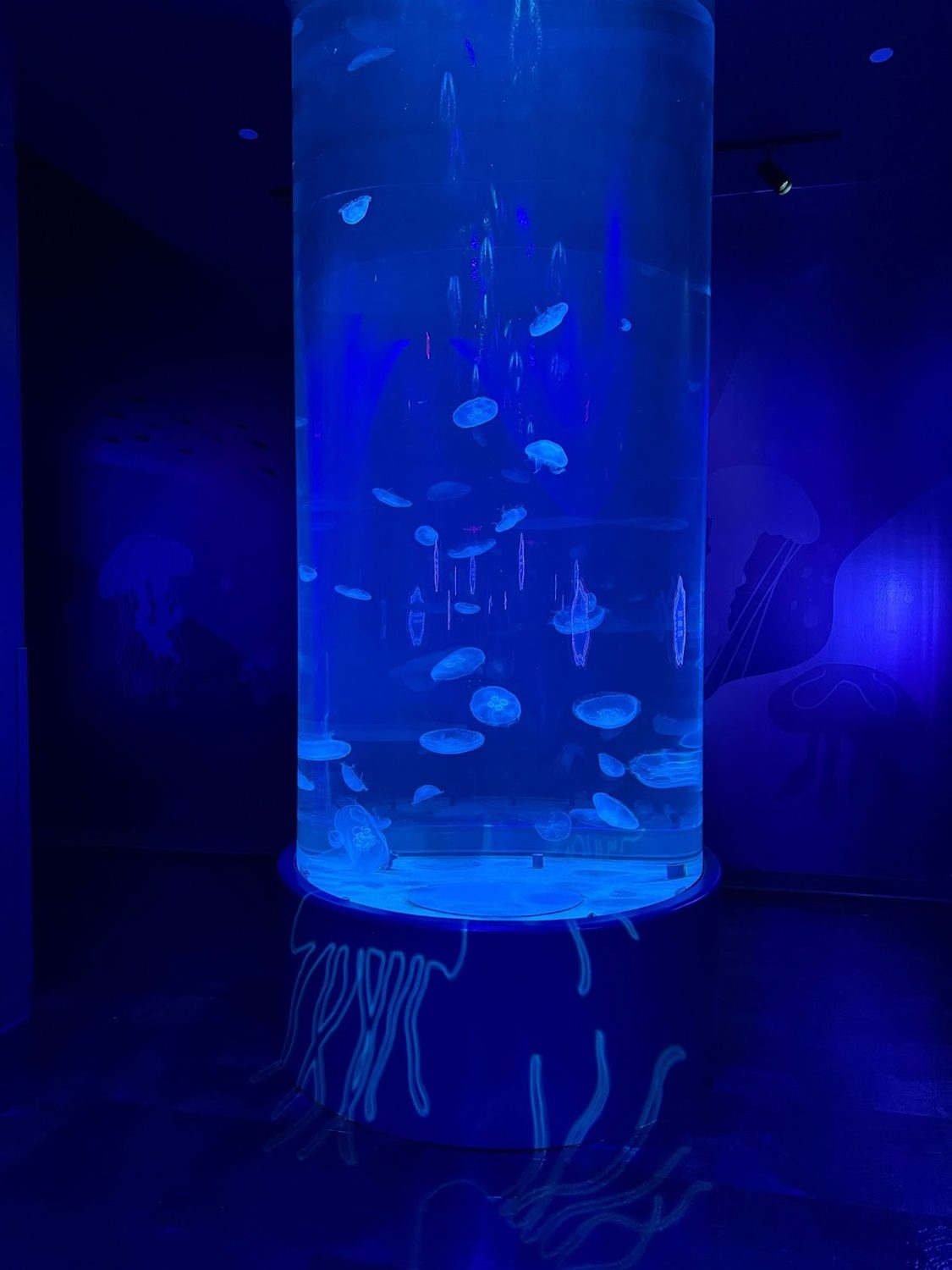 Jellyfish Exhibit
