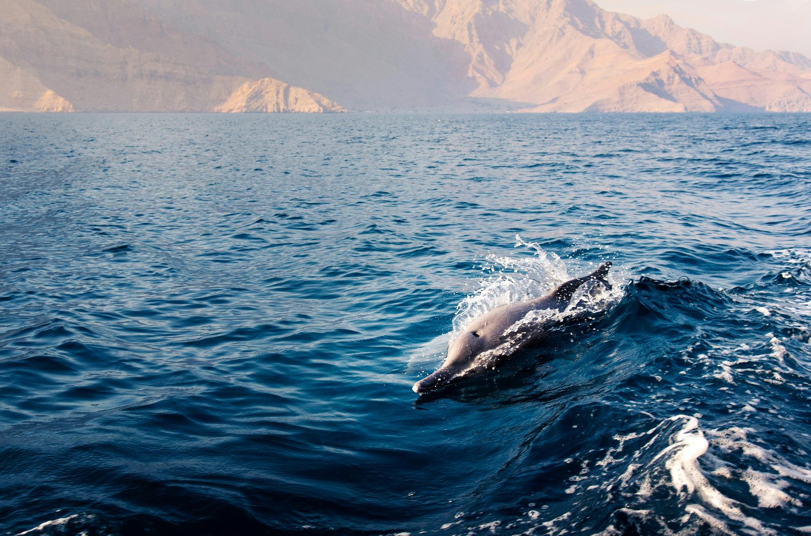 Dolphin Watching Muscat Timings