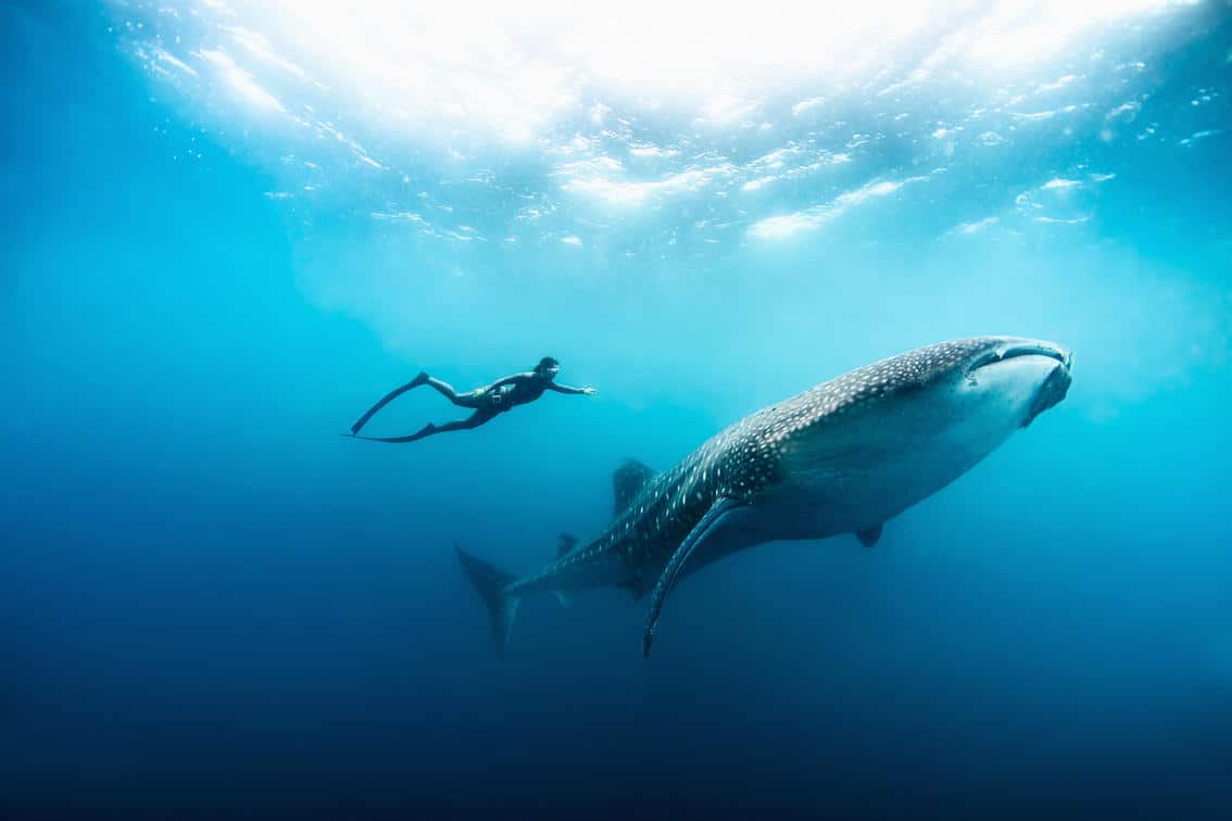 Zanzibar Diving Whale Shark Season