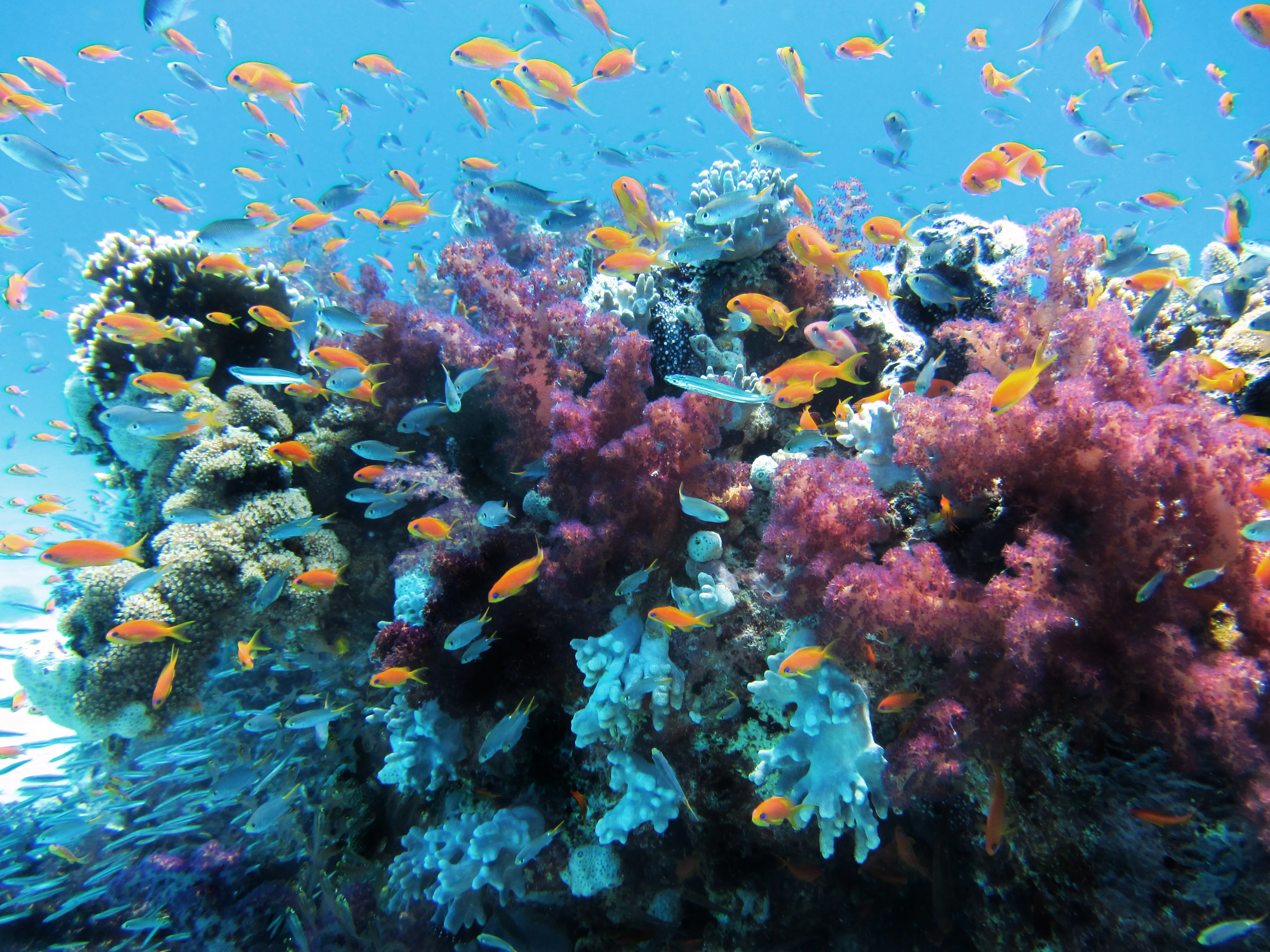 Kendwa Reef