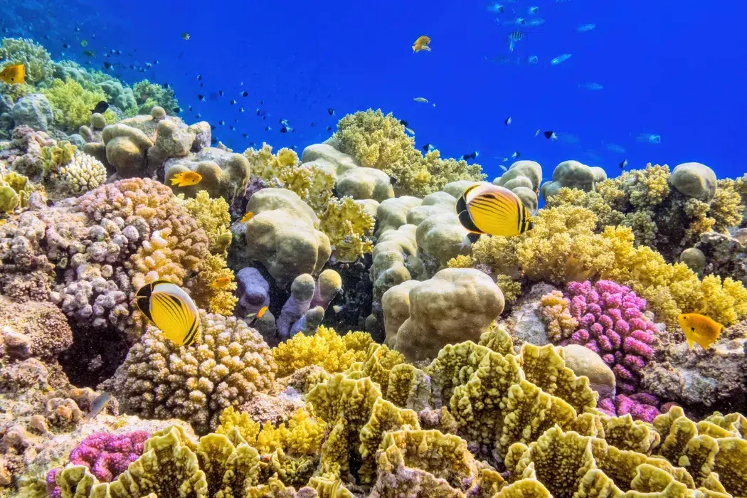 Kendwa Reef