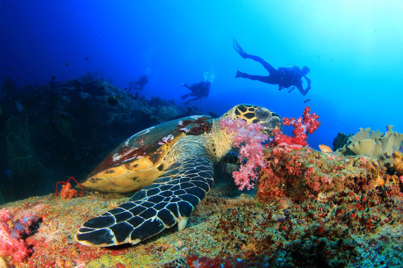 Hunga Reef