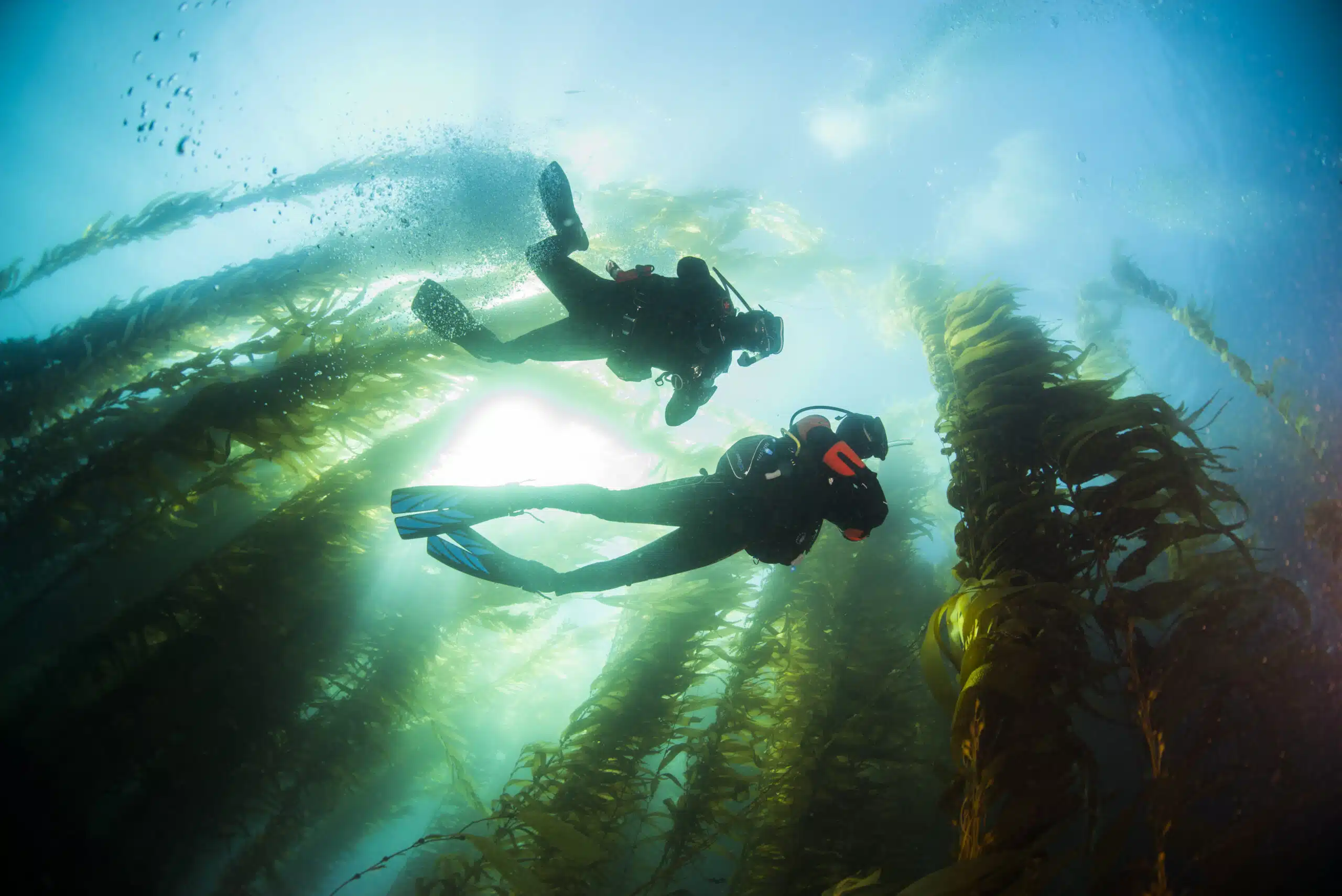 Snorkeling La Jolla Cove Conditions