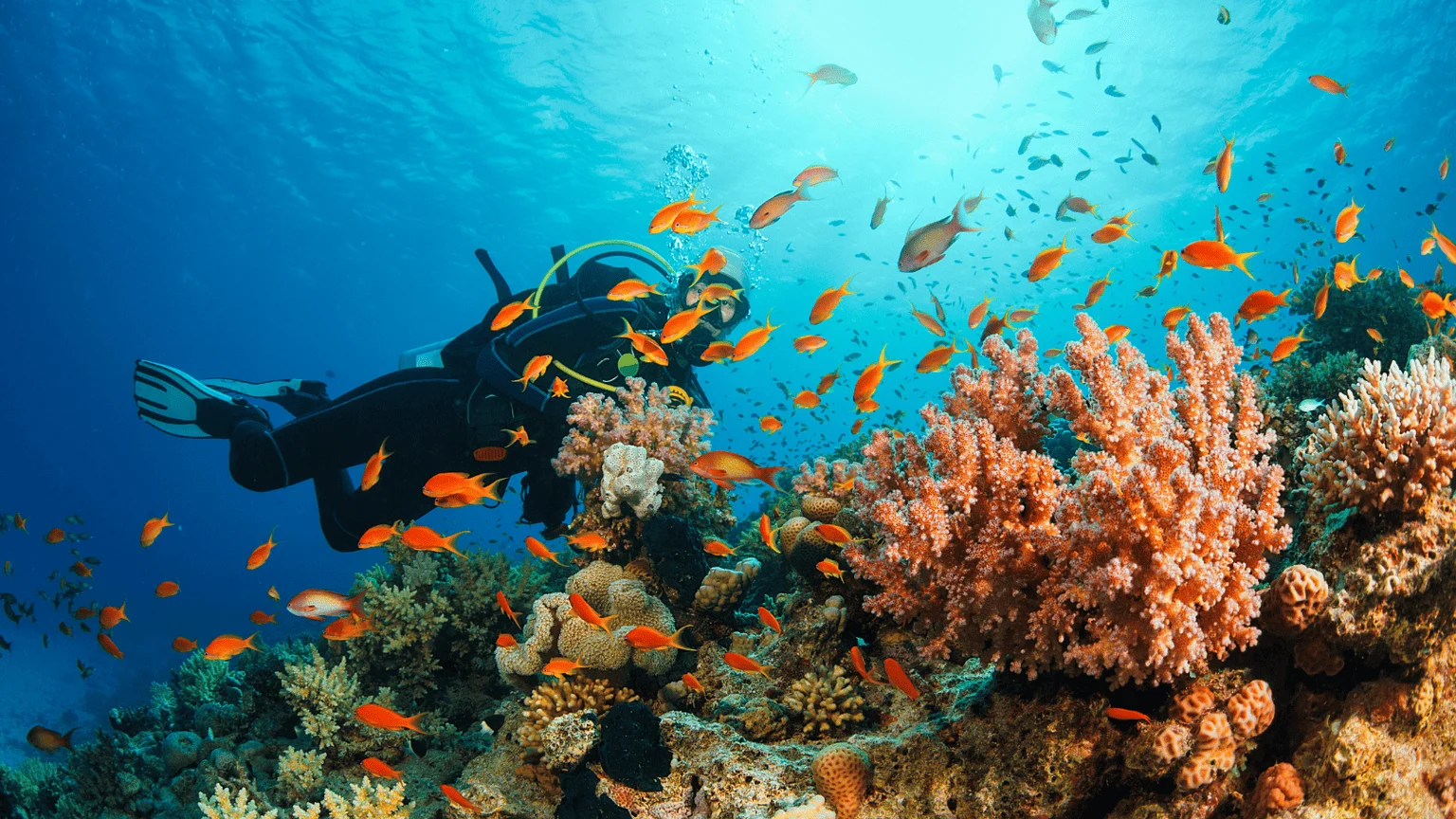Con Dao Snorkeling Spots