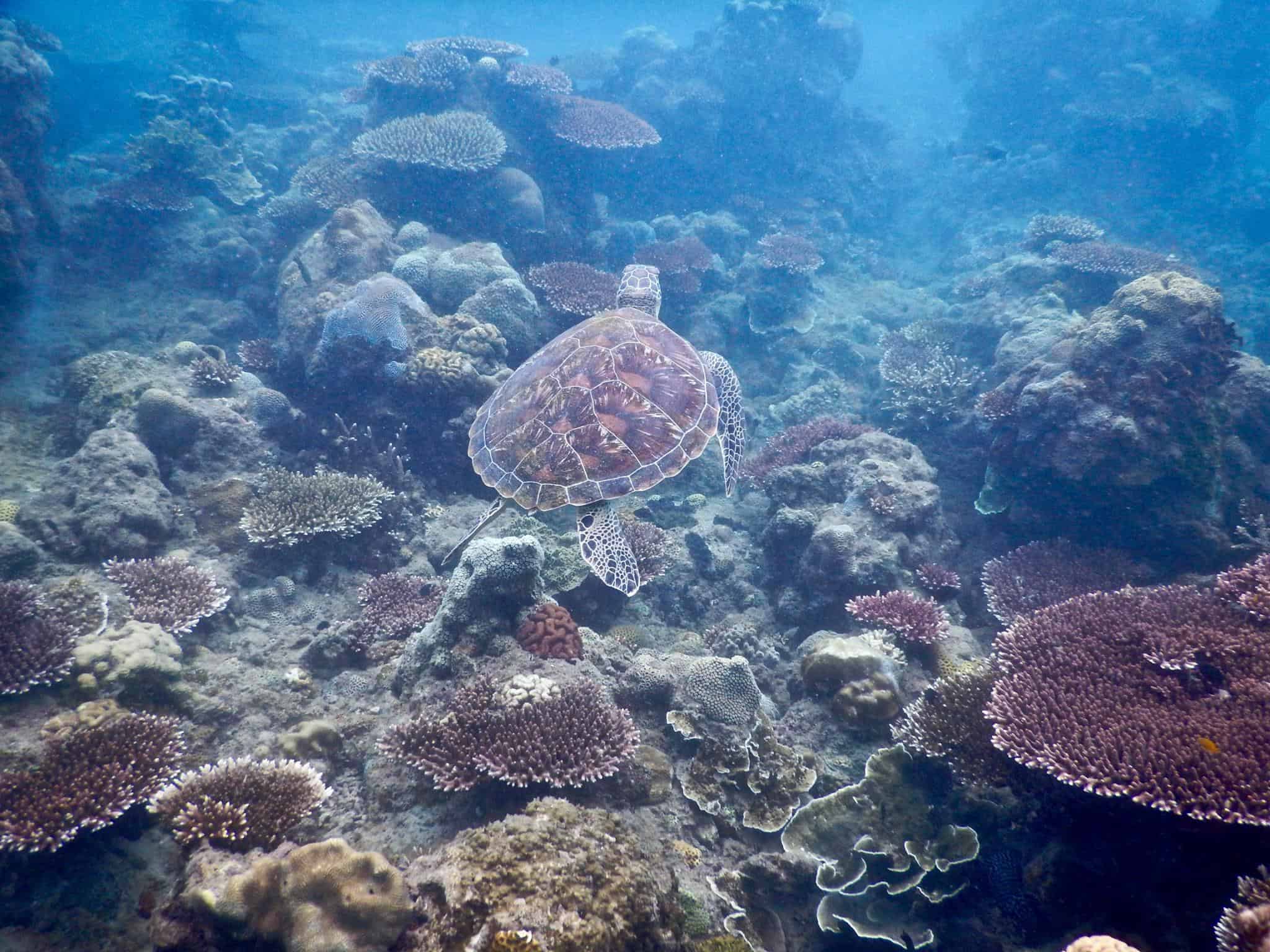 Con Dao Snorkeling Closed