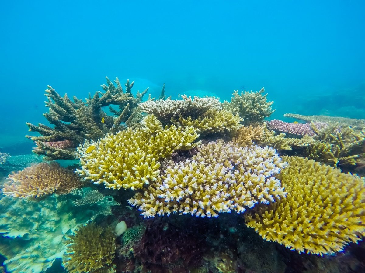 Con Dao Dive Sites