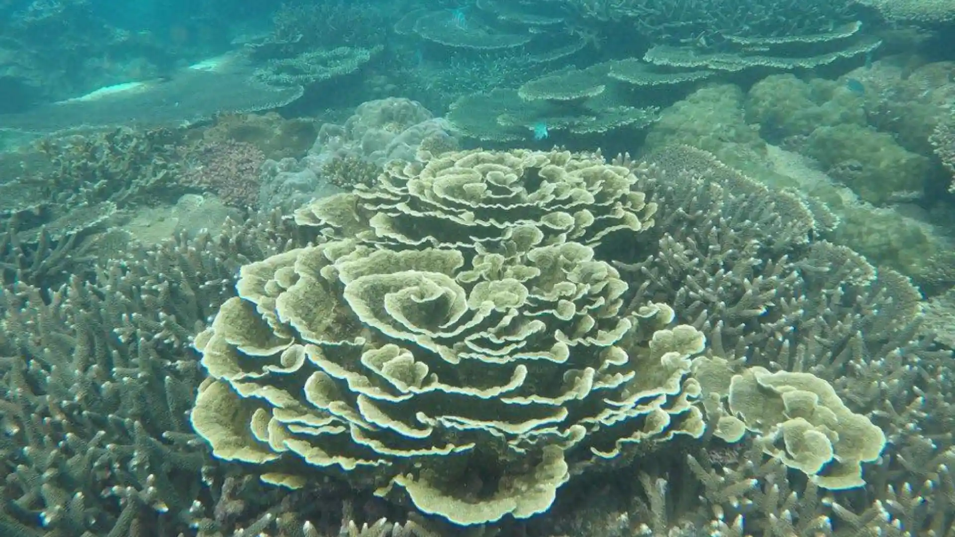 Bay Canh Island