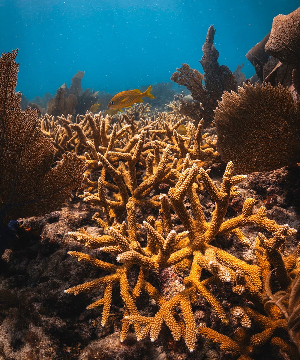 Maritime Reefs