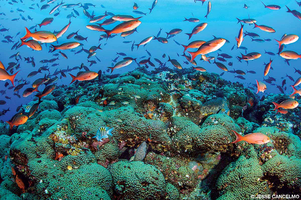 Ball Buoy Reef